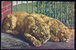 The lions