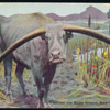 The water buffalo.