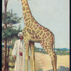 The giraffe.