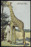 The giraffe.
