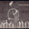 Buckley's performing dogs.