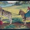 Pair of zebras.