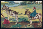 Pair of zebras.