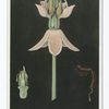 Milkweed Flower, Field Museum of Natural History, Chicago, Illinois