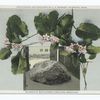 Plymouth Mayflower (Trailing Arbutus)