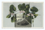 Plymouth Mayflower (Trailing Arbutus)