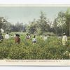 Pinehurst Tea Gardens, Summerville, S. C.