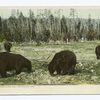 Bears at upper Geyser Basin, Yellowstone Park