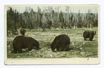 Bears at upper Geyser Basin, Yellowstone Park