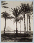 Nº La pyramide de Chéops, vue  à traverse les palmiers.