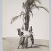 Chamelier Bicharis (Haute Egypte) 1185