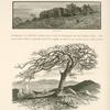 Summit of the Hill of Evil Counsel. This weird-looking solitary tree is a landmark for miles around