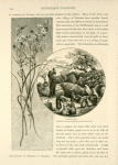 David's Well.  Bethlehemite women filing goat-skins and water-jars