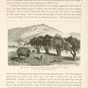 Neby Samwil, the ancient Mizpeh, the watchtower of Benjamin, from the village of El Jib, the ancient Gibeon