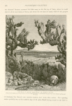 The hills of Samaria from Sûlem, the ancient Shunem.  Zerîn (Jezreel) appears upon the plain below, and in the foreground there is a characteristic example of the Cactus Opuntia (prickly pear) in blossom