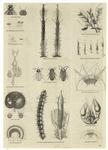 Insects and various insect parts