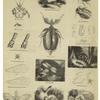 Insects and insect parts