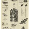 Insects and insect anatomy
