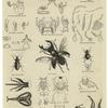 Various insects and insect parts