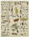 Various insects