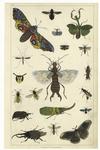 Locusts, flies, crickets, and other insects