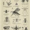 Thirteen winged insects of various types