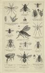 Thirteen winged insects of various types