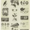 Insects and their eggs