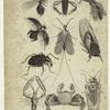 Entomology, plate II