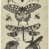 Entomology, plate III