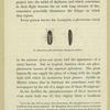 Glowworm male and female : Lampyris noctiluca