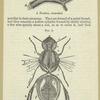 Respiratory apparatus of bee, magnified