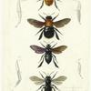 Insectes : Hyménoptères, pl. 1