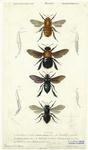 Insectes : Hyménoptères, pl. 1