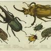 Gigantic beetle (female), Hercules beetle, shining beetle, Macleay's beetle, prodigal beetle, elephant beetle, fiery beetle, clubbed beetle, gigantic beetle (male)