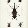 Insectes : Coléoptères, pl. 10