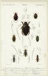 Insectes : Coléoptères, pl. 3