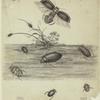 Order Coleoptera, genus Dytiscus