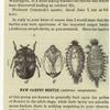 New carpet beetle (Anthrenus scrophulariae)