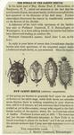 New carpet beetle (Anthrenus scrophulariae)