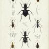 Insectes : Coléoptères, pl. 1