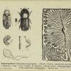 Engraving beetle (Bostrychus typographus)