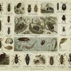 Various types of beetles, some also depicted in larval and pupal stages