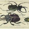 Various kinds of beetles