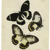 Papilio Tydeus. felder [male] ; b, c [female]
