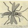 Domestic roach -- (Blatta domestica)