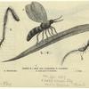 Mow fly (Agromyza T. Capetis)