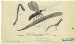 Mow fly (Agromyza T. Capetis)