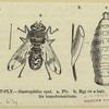 Horse bot-fly -- Gastrophilus equi