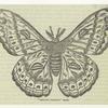 "Attacus cecropia" moth